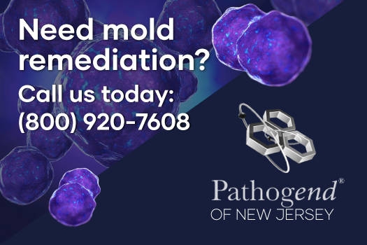 The trained professional experts in mold remediation at Pathogend know what to look for and know how to keep your home and family healthy.
